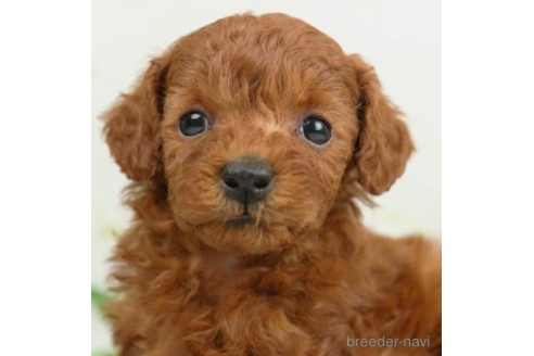 成約済の千葉県のトイプードル-226446の3枚目